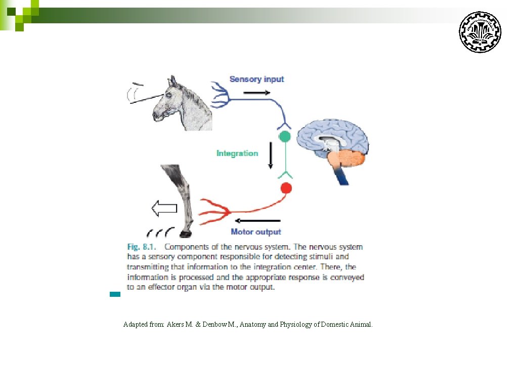 Adapted from: Akers M. & Denbow M. , Anatomy and Physiology of Domestic Animal.