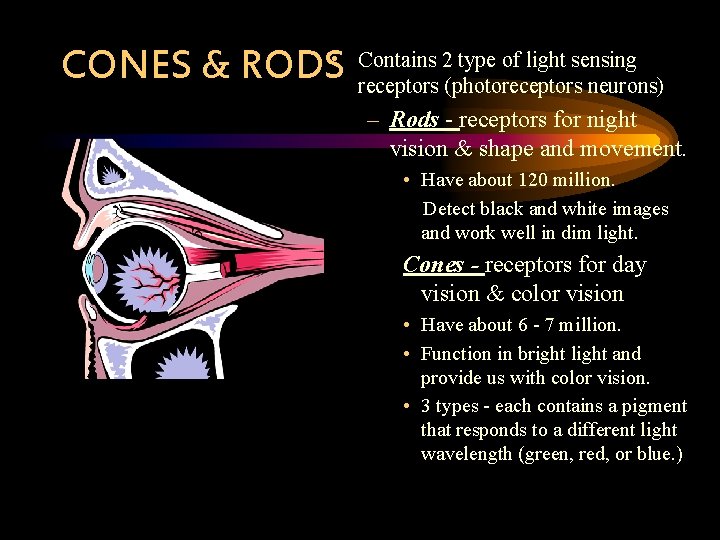 2 type of light sensing CONES & RODS • Contains receptors (photoreceptors neurons) –