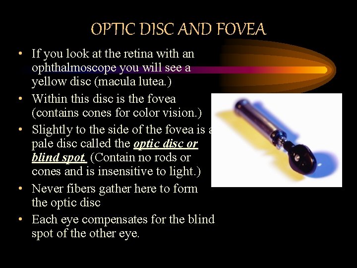 OPTIC DISC AND FOVEA • If you look at the retina with an ophthalmoscope