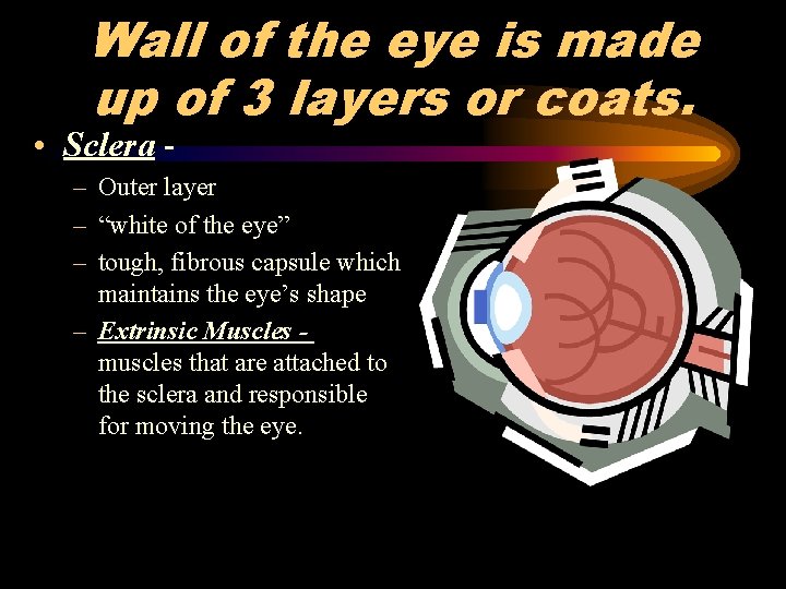 Wall of the eye is made up of 3 layers or coats. • Sclera
