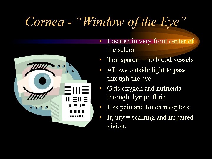 Cornea - “Window of the Eye” • Located in very front center of the