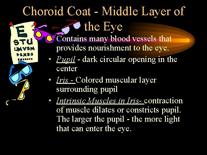 Choroid Coat - Middle Layer of the Eye • Contains many blood vessels that