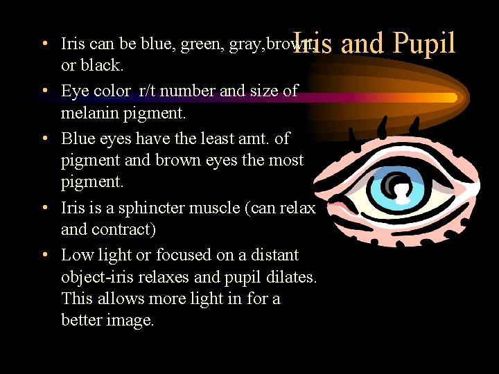 Iris and Pupil • Iris can be blue, green, gray, brown, or black. •