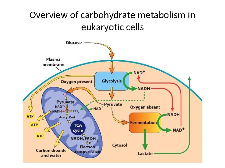 Overview of carbohydrate metabolism in eukaryotic cells 