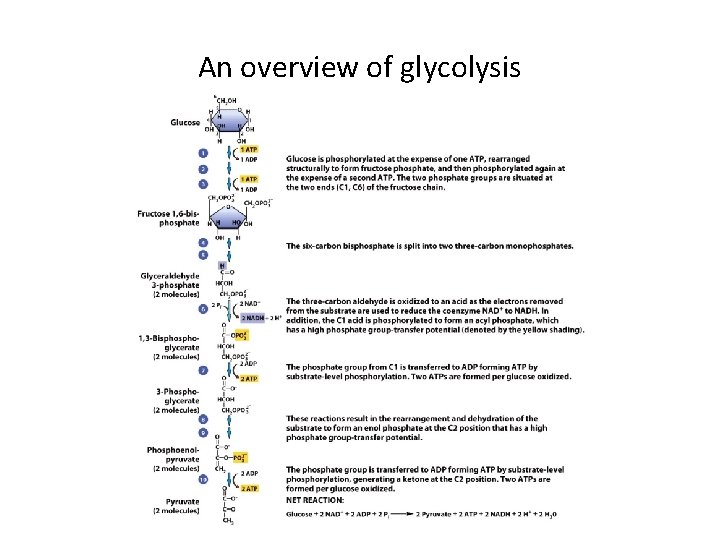 An overview of glycolysis 