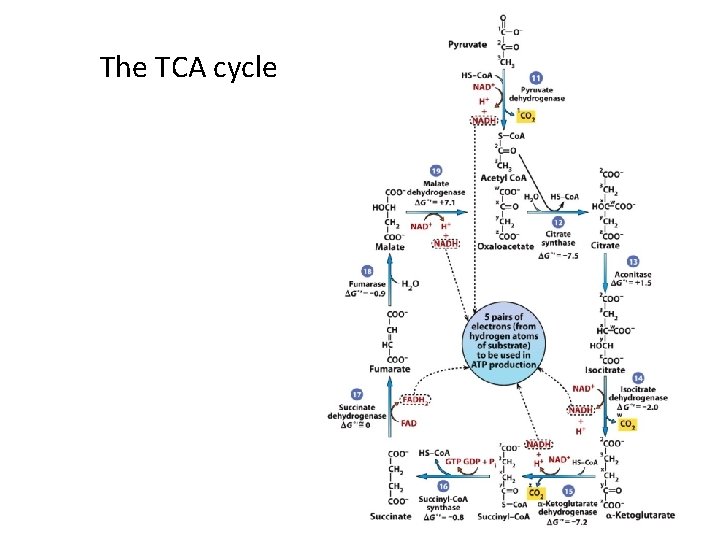 The TCA cycle 