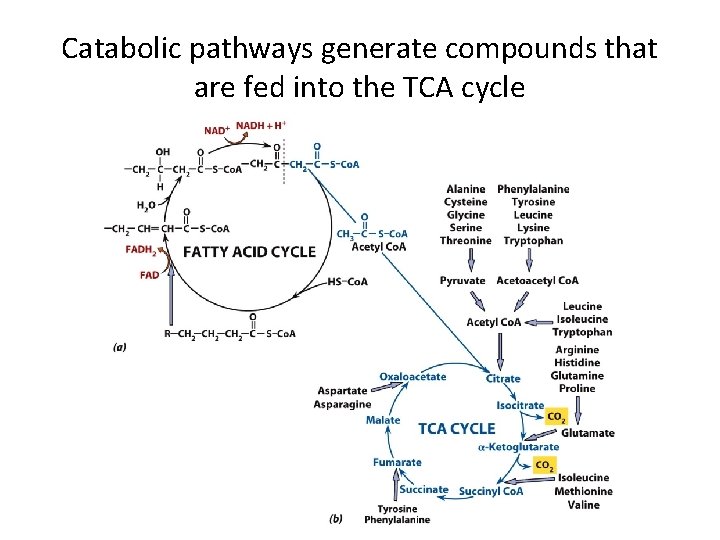 Catabolic pathways generate compounds that are fed into the TCA cycle 