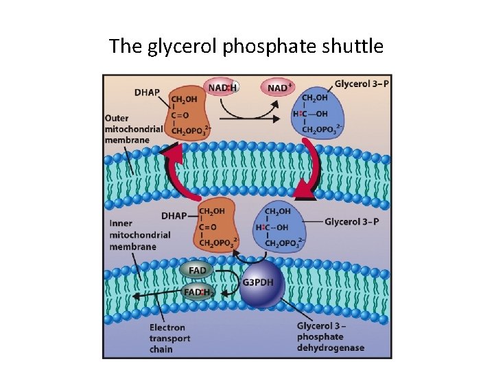 The glycerol phosphate shuttle 