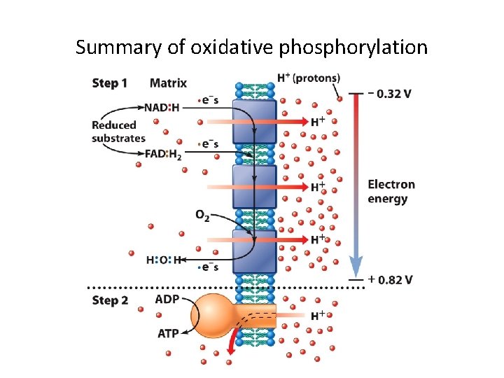 Summary of oxidative phosphorylation 