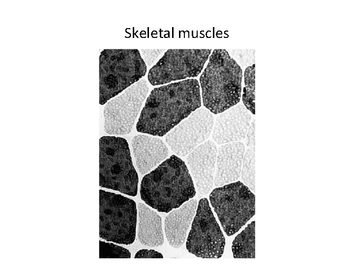 Skeletal muscles 