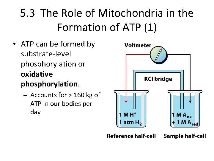 5. 3 The Role of Mitochondria in the Formation of ATP (1) • ATP