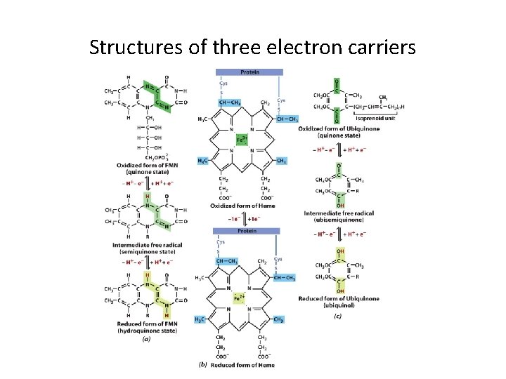 Structures of three electron carriers 