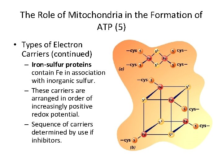 The Role of Mitochondria in the Formation of ATP (5) • Types of Electron