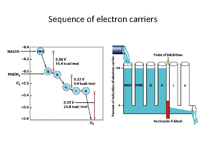 Sequence of electron carriers 
