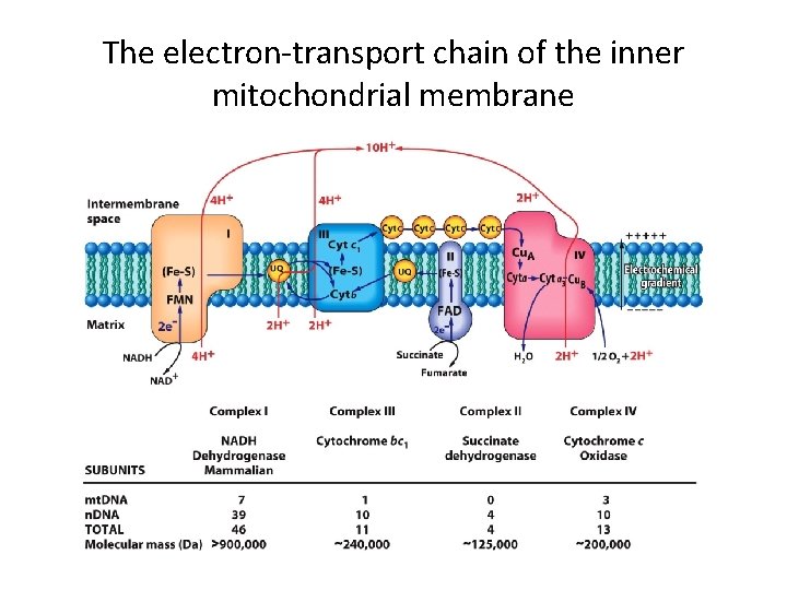 The electron-transport chain of the inner mitochondrial membrane 