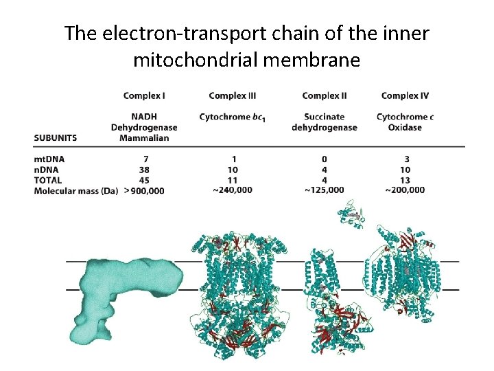 The electron-transport chain of the inner mitochondrial membrane 