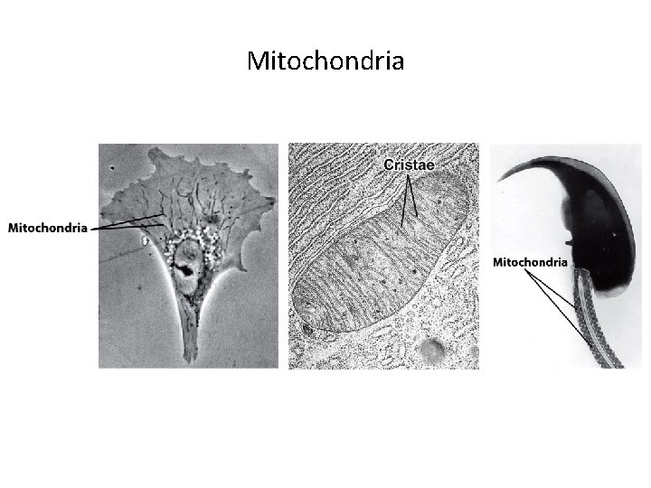 Mitochondria 