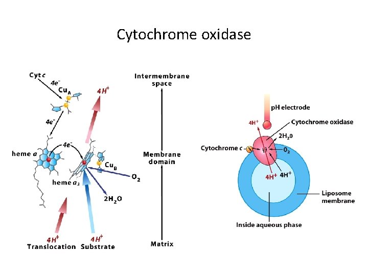 Cytochrome oxidase 