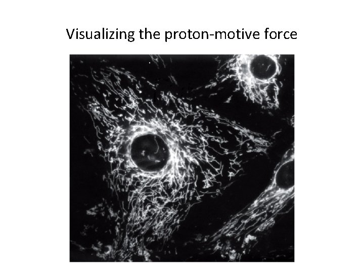 Visualizing the proton-motive force 