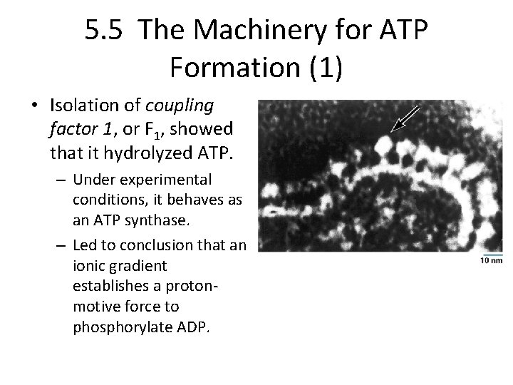 5. 5 The Machinery for ATP Formation (1) • Isolation of coupling factor 1,