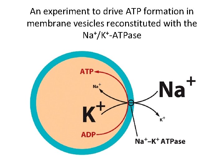 An experiment to drive ATP formation in membrane vesicles reconstituted with the Na+/K+-ATPase 