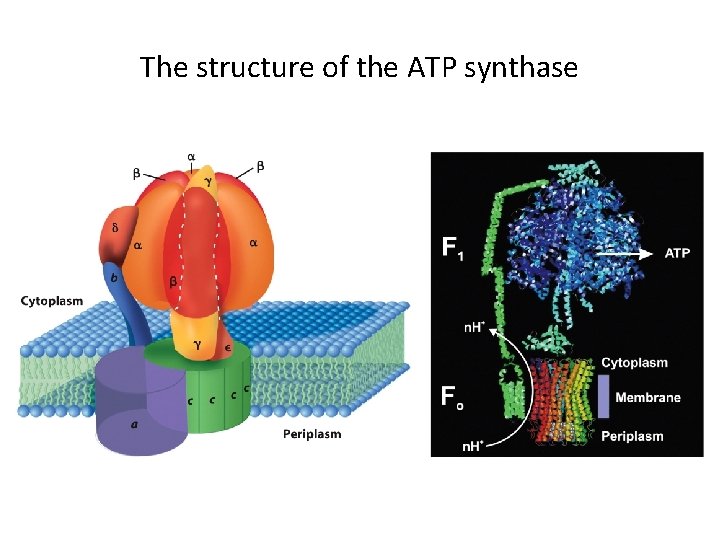 The structure of the ATP synthase 