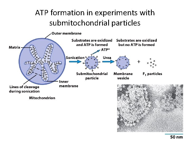 ATP formation in experiments with submitochondrial particles 