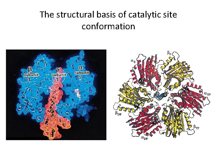 The structural basis of catalytic site conformation 