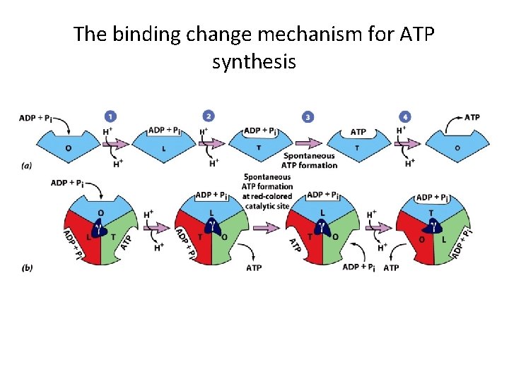 The binding change mechanism for ATP synthesis 