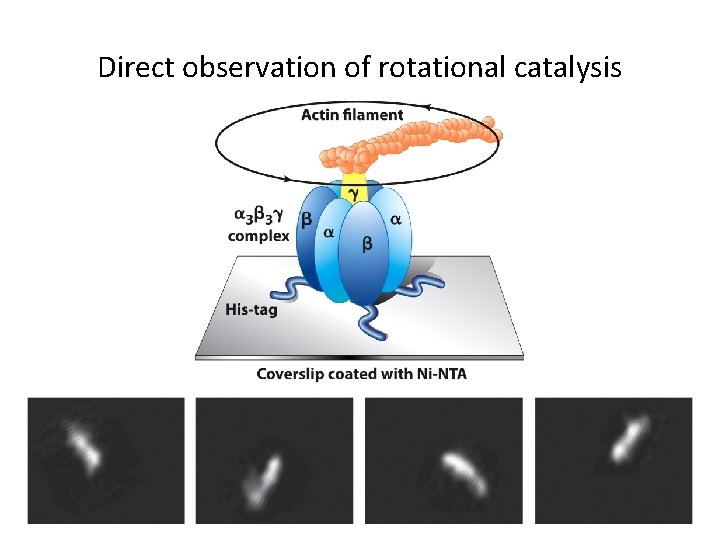 Direct observation of rotational catalysis 