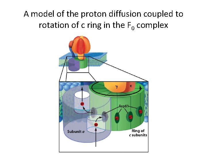 A model of the proton diffusion coupled to rotation of c ring in the