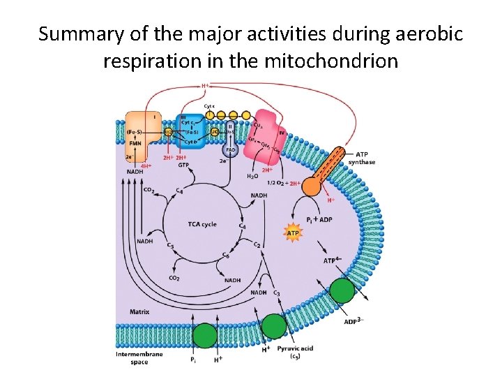 Summary of the major activities during aerobic respiration in the mitochondrion 
