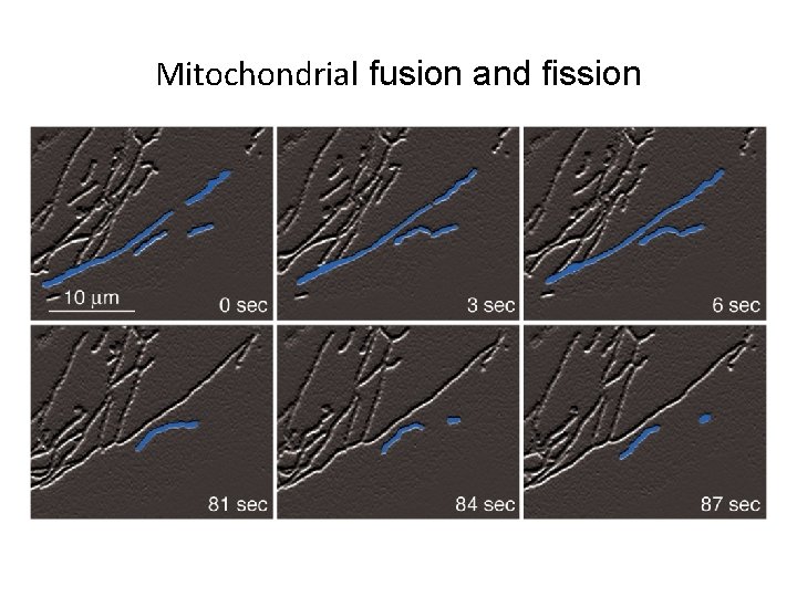 Mitochondrial fusion and fission 