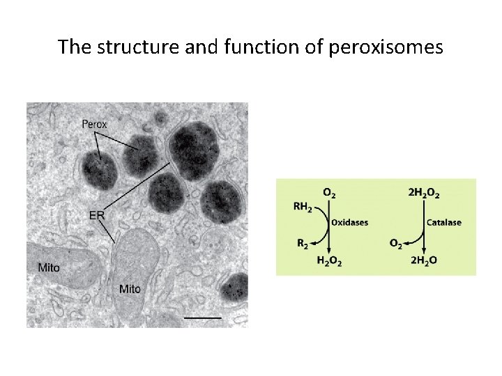 The structure and function of peroxisomes 
