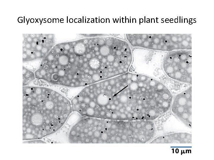 Glyoxysome localization within plant seedlings 
