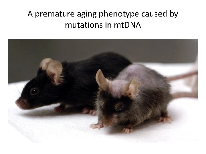 A premature aging phenotype caused by mutations in mt. DNA 