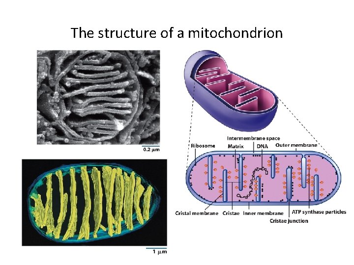The structure of a mitochondrion 