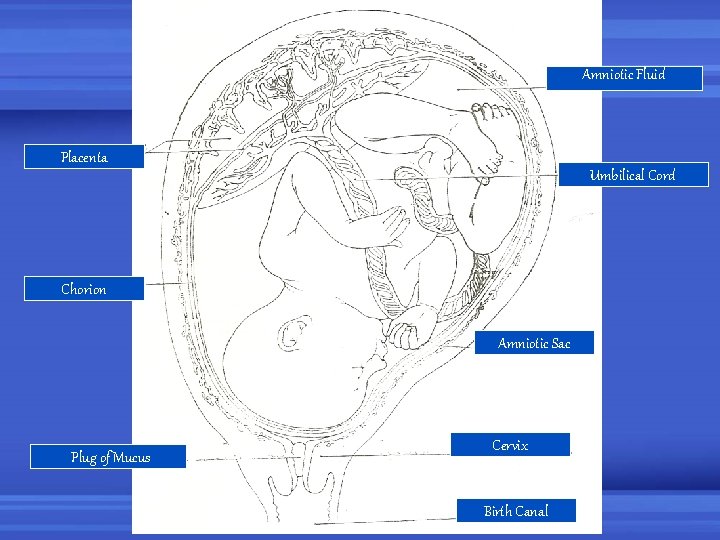 Amniotic Fluid Placenta Umbilical Cord Chorion Amniotic Sac Plug of Mucus Cervix Birth Canal