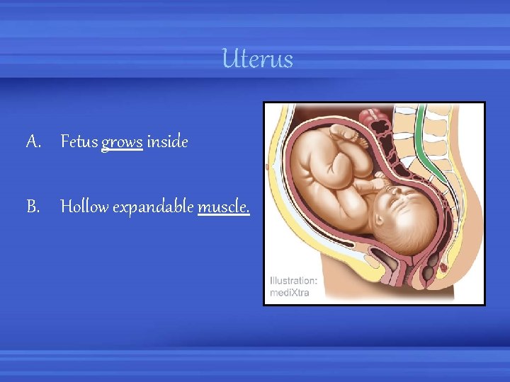 Uterus A. Fetus grows inside B. Hollow expandable muscle. 
