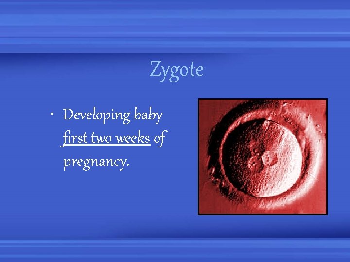 Zygote • Developing baby first two weeks of pregnancy. 