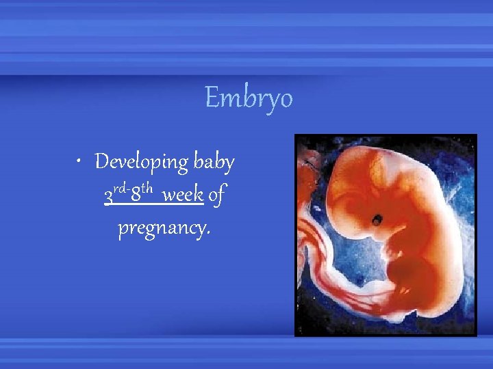 Embryo • Developing baby 3 rd-8 th week of pregnancy. 
