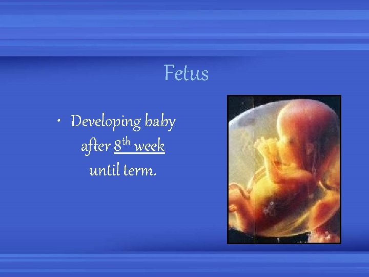 Fetus • Developing baby after 8 th week until term. 
