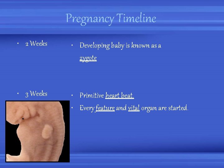 Pregnancy Timeline • 2 Weeks • Developing baby is known as a zygote •