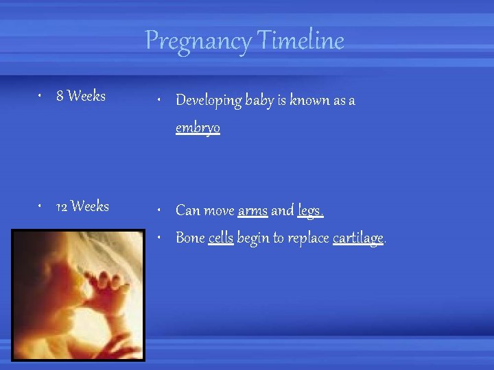 Pregnancy Timeline • 8 Weeks • Developing baby is known as a embryo •