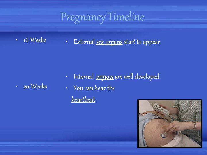 Pregnancy Timeline • 16 Weeks • External sex organs start to appear. • 20