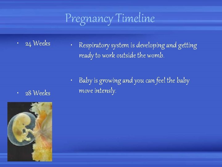 Pregnancy Timeline • 24 Weeks • 28 Weeks • Respiratory system is developing and