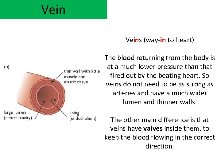Veins (way-in to heart) The blood returning from the body is at a much