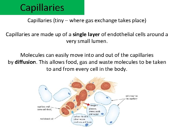 Capillaries (tiny – where gas exchange takes place) Capillaries are made up of a