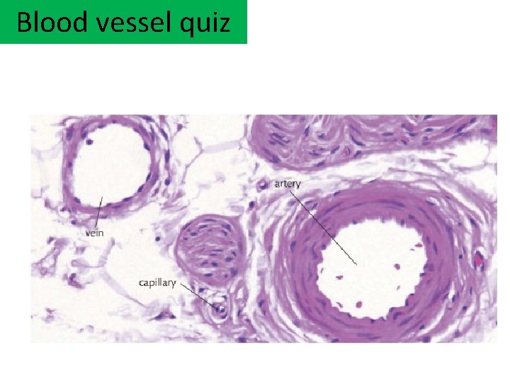 Blood vessel quiz 