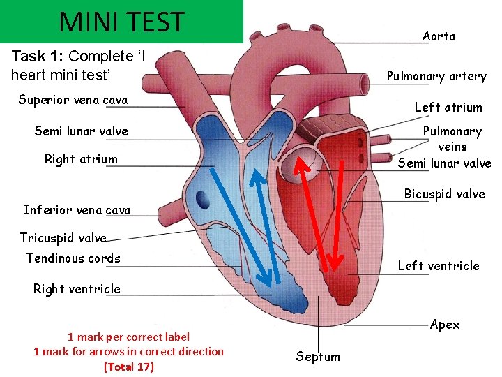 MINI TEST Aorta Task 1: Complete ‘I heart mini test’ Pulmonary artery Superior vena